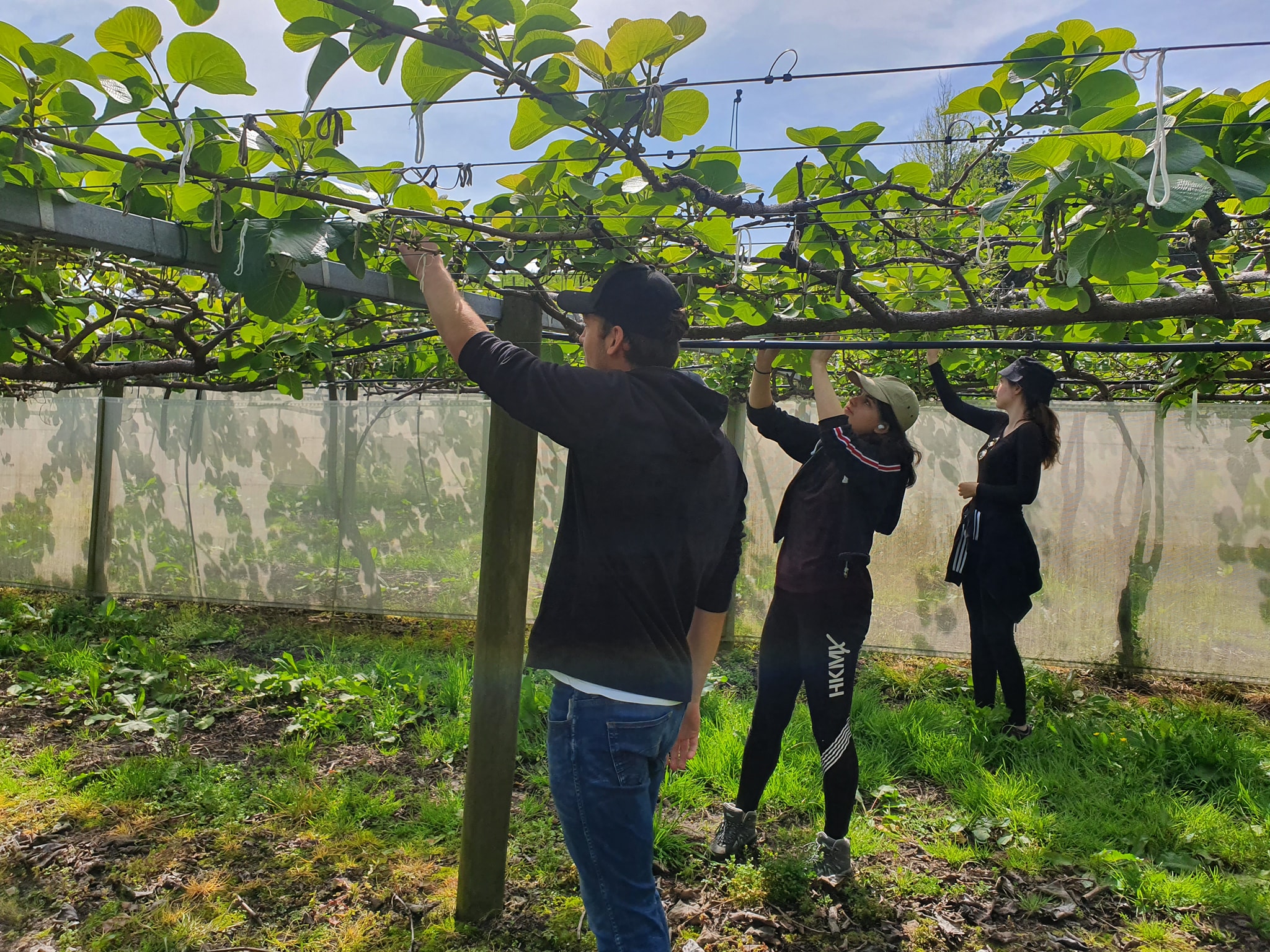 Bay of Plenty of Kiwifruit Orchard Jobs Over Coming Months